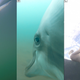 The dolphins pivot their eyes to look around as they hunt.